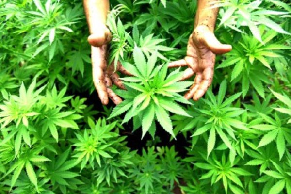 Ce a păţit la Curtea de Apel traficantul de droguri Bulă, cu cannabis plantat în curte